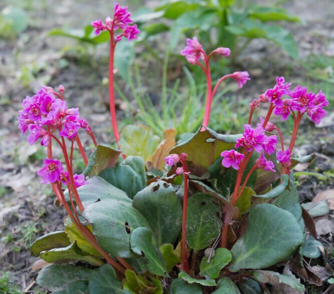 plants that love shade