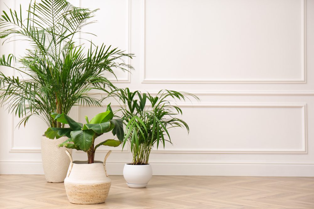 Areca palm allergies