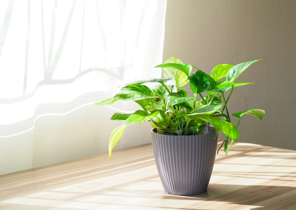 goldon pothos allergies