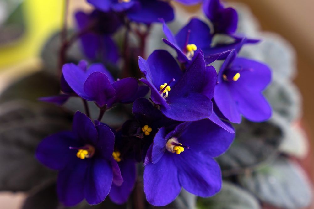 african violet