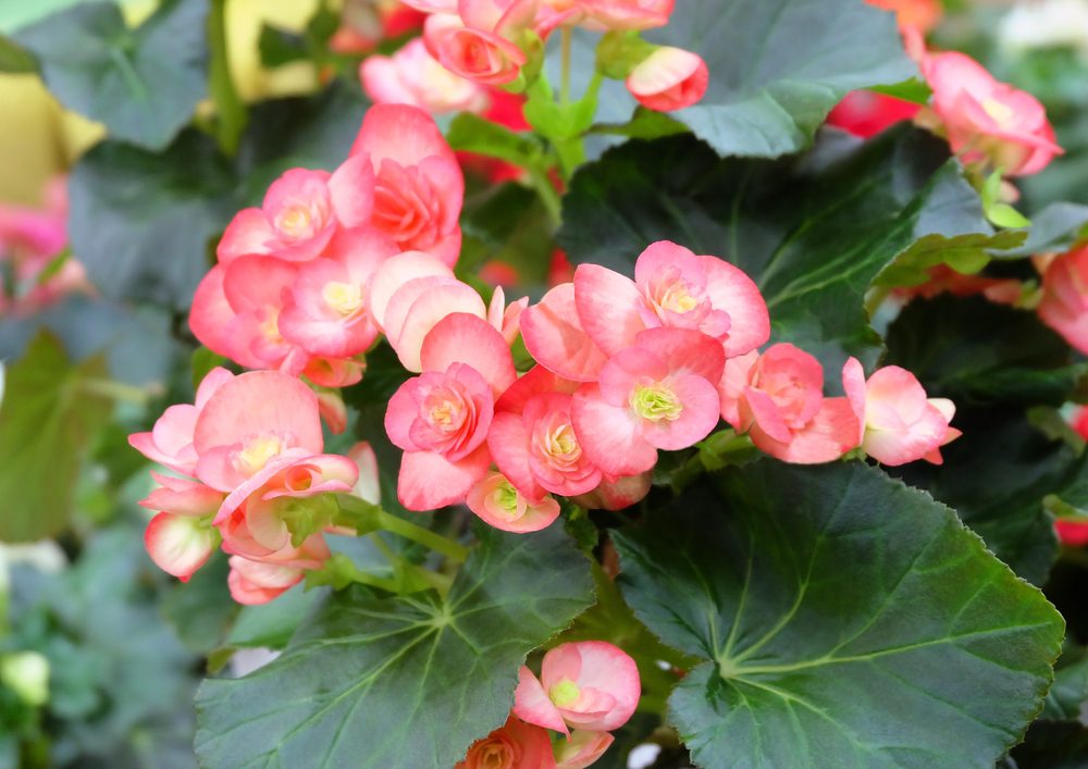 begonia