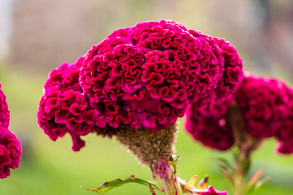 celosia