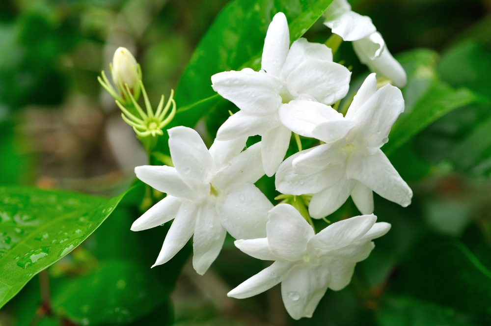 jasmine