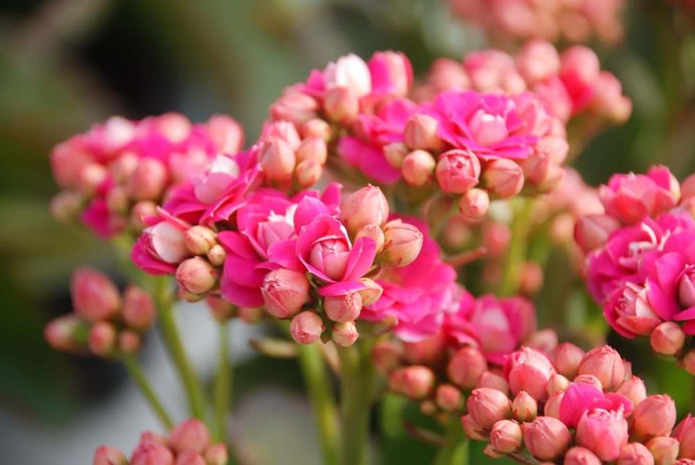 Kalanchoes