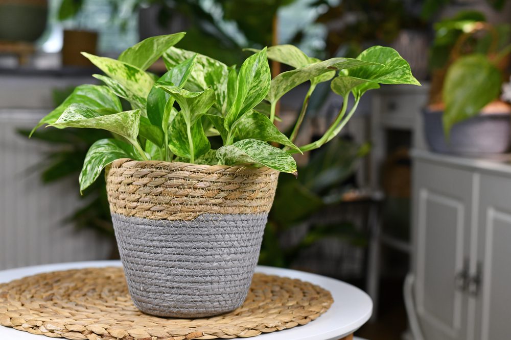 pothos plant