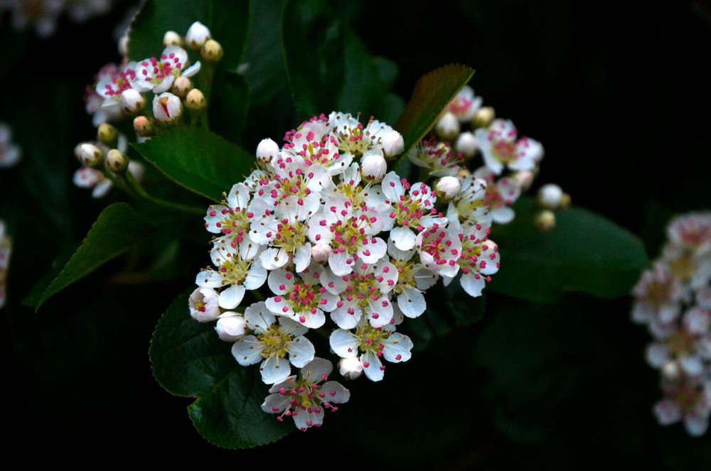 chockeberry wet plant