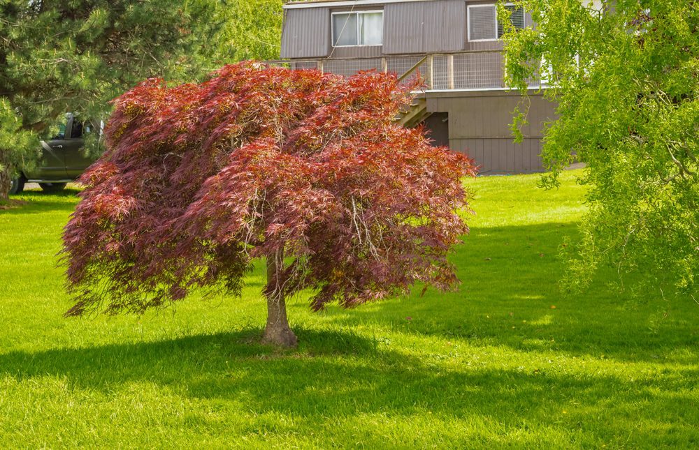 Low-Maintenance Landscaping