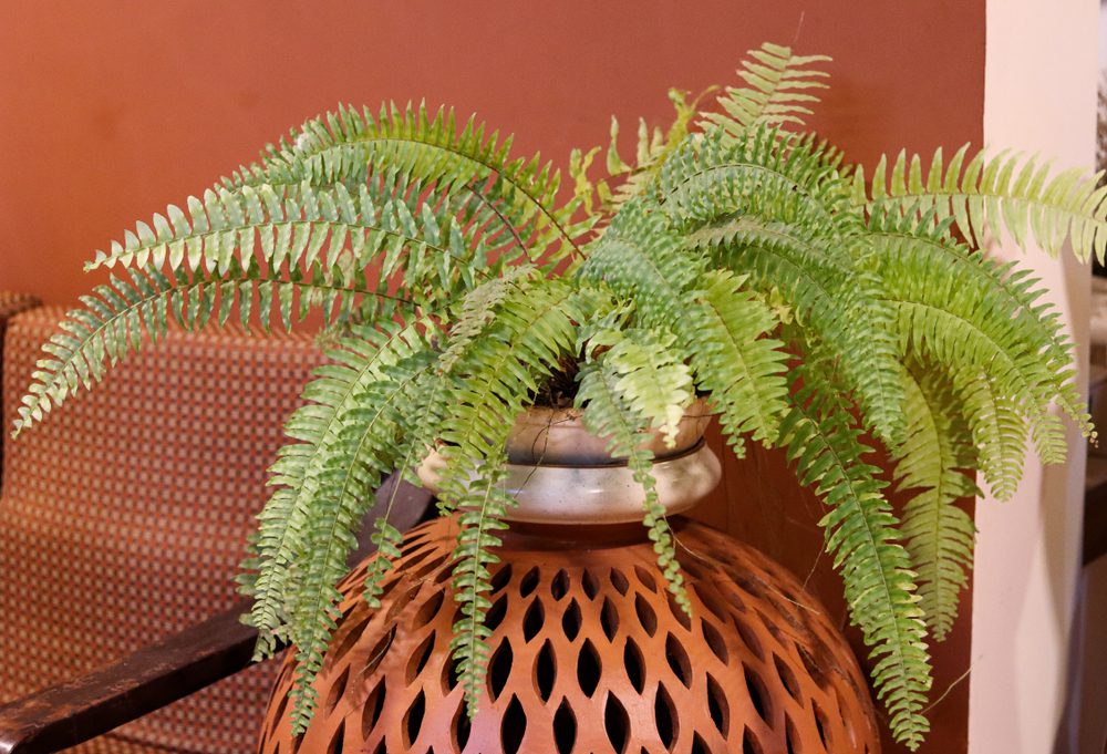 boston fern
