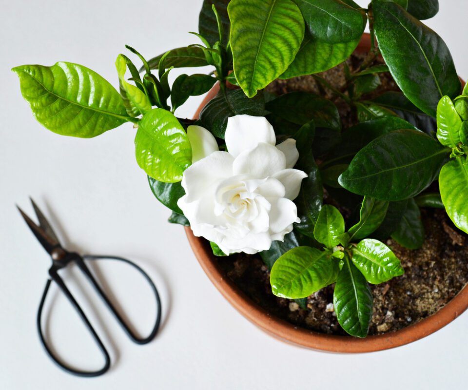 gardenia