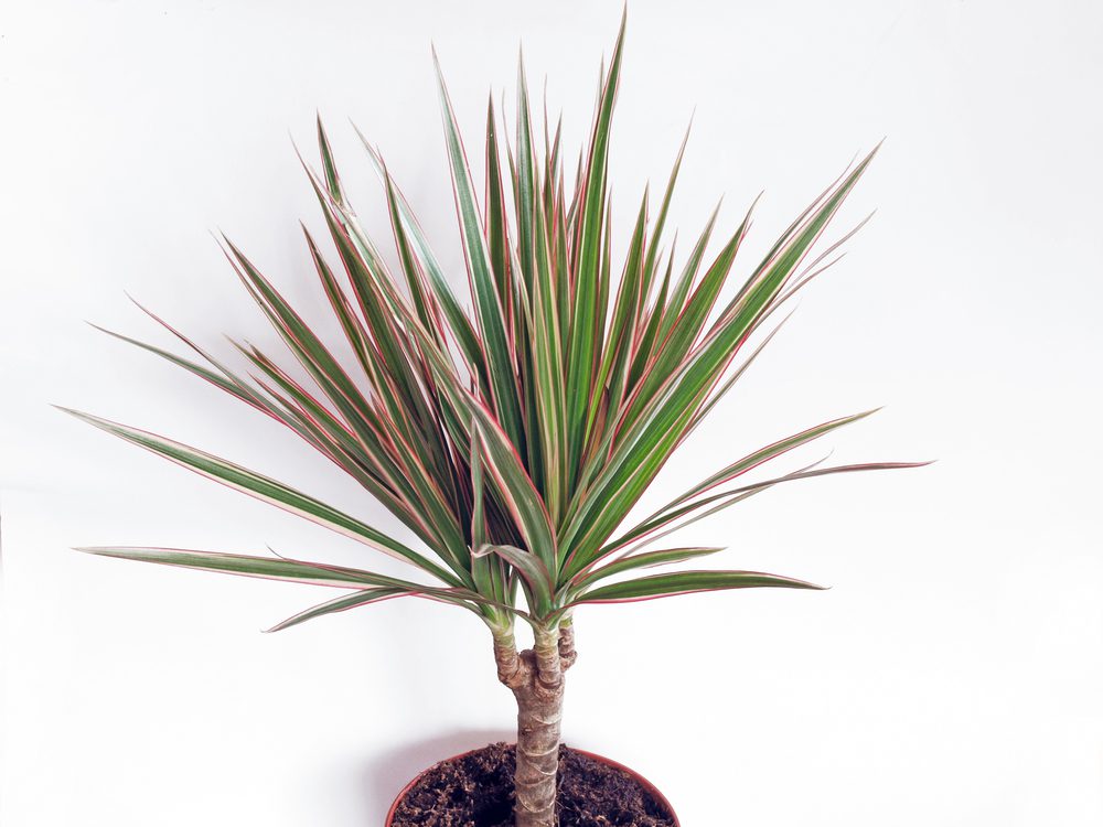 The Red-Edged Dracaena