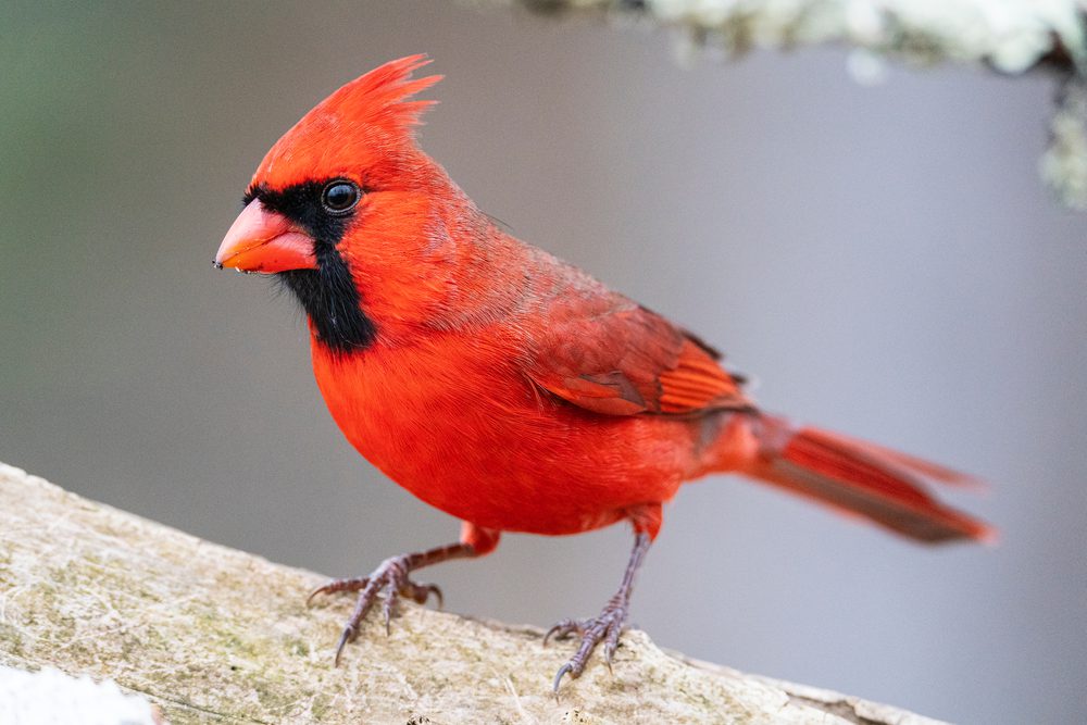 cardinals