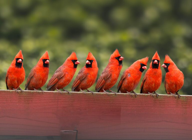 cardinals