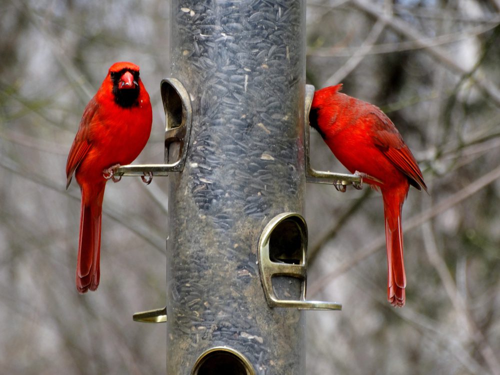 cardinals