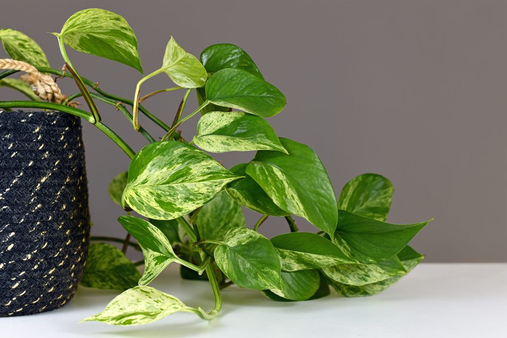 Indoor Plant