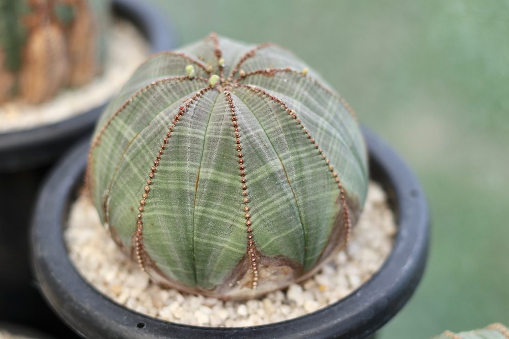 Euphorbia Obesa