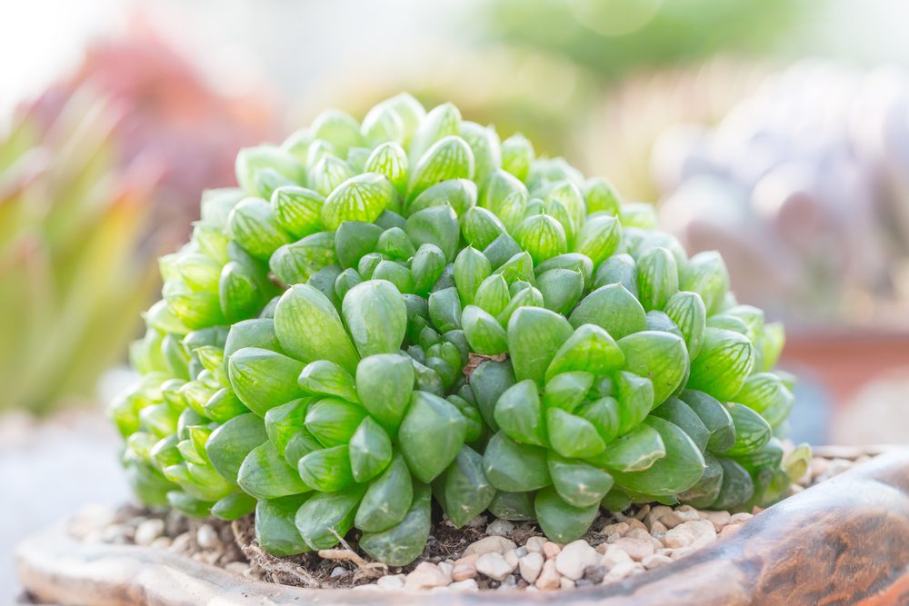 Haworthia Cooperi