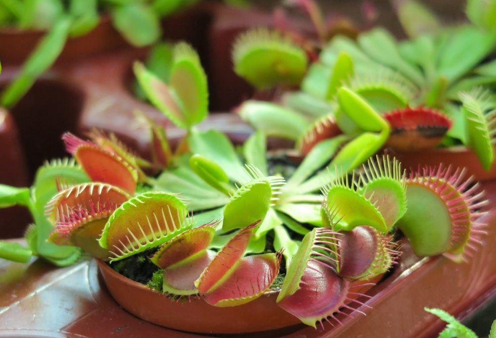 venus flytrap
