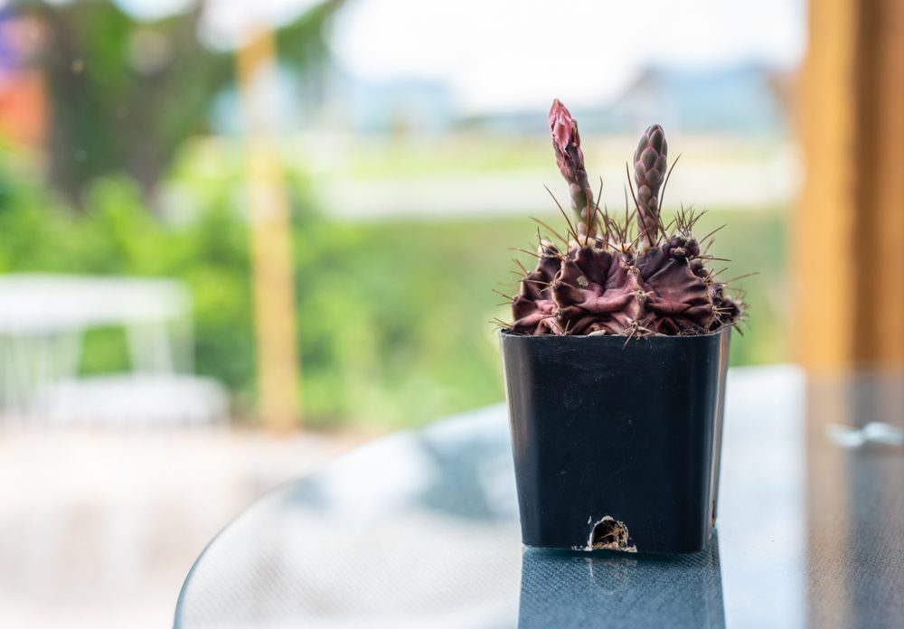 plant-destroying tip