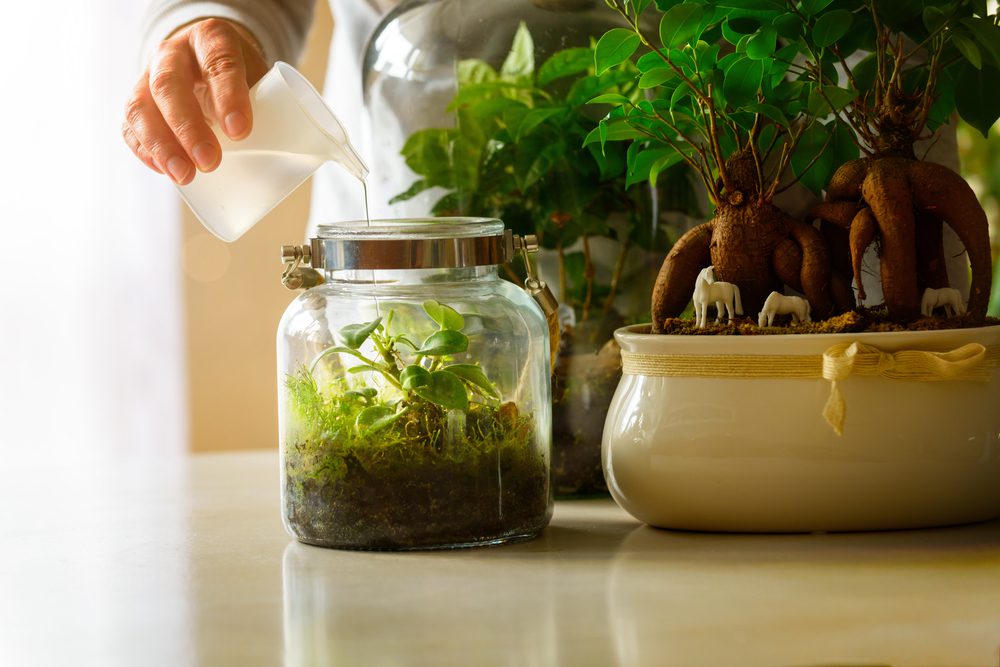 plant-destroying habit