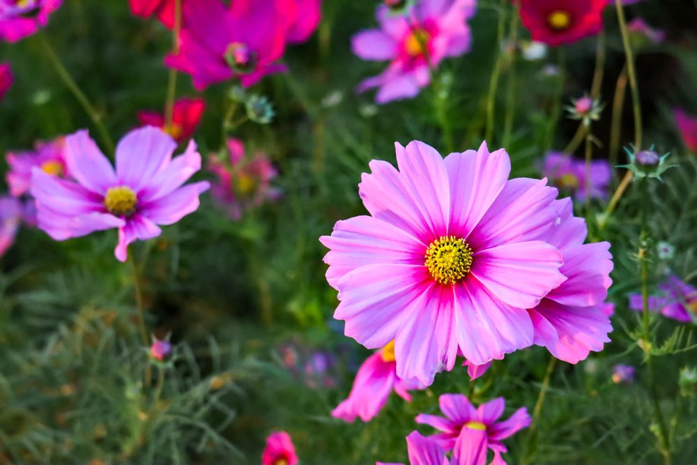 seeds you can still sow in the summer