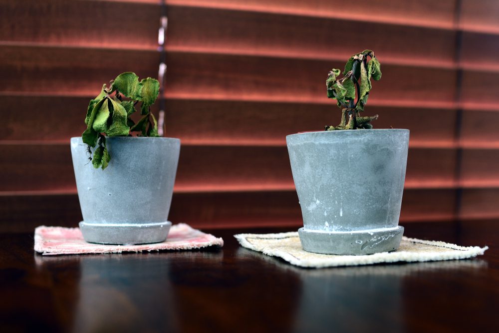 plant-destroying habit