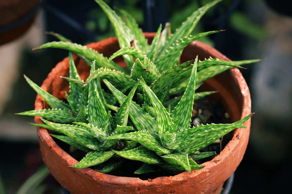 aloe vera