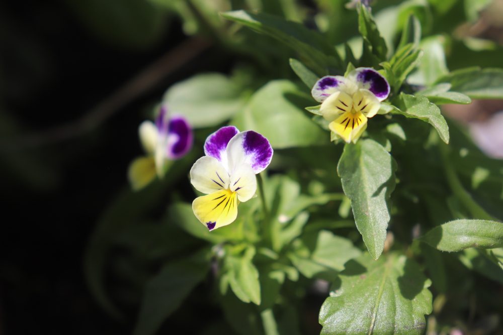 seeds you can still sow in the summer shade