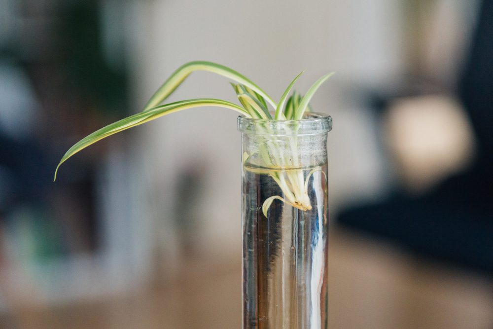 spider plant