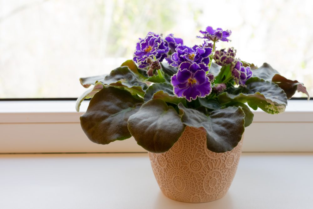 african violet