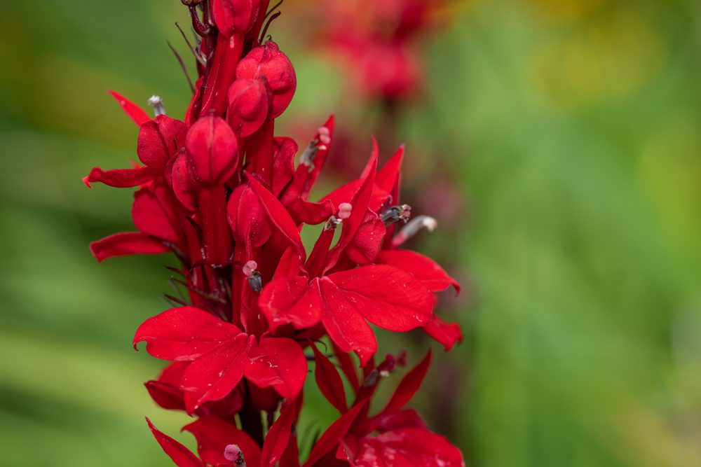 cardinal flower