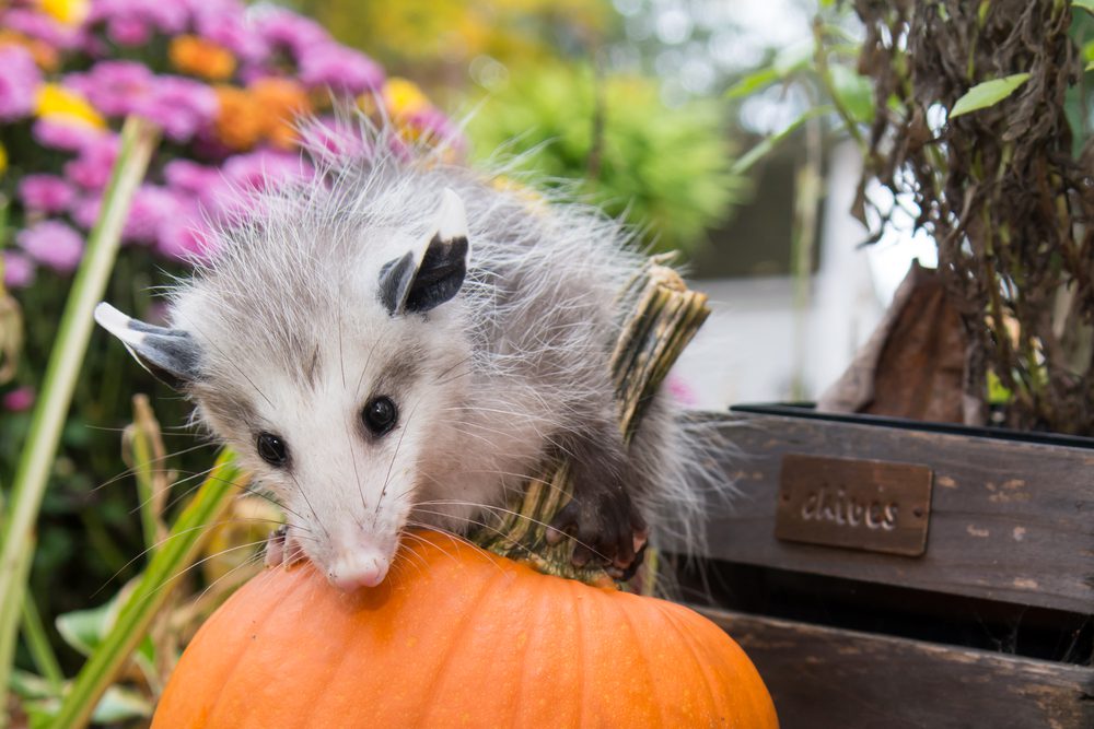 opossum