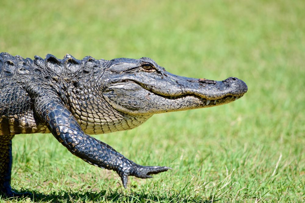 alligator