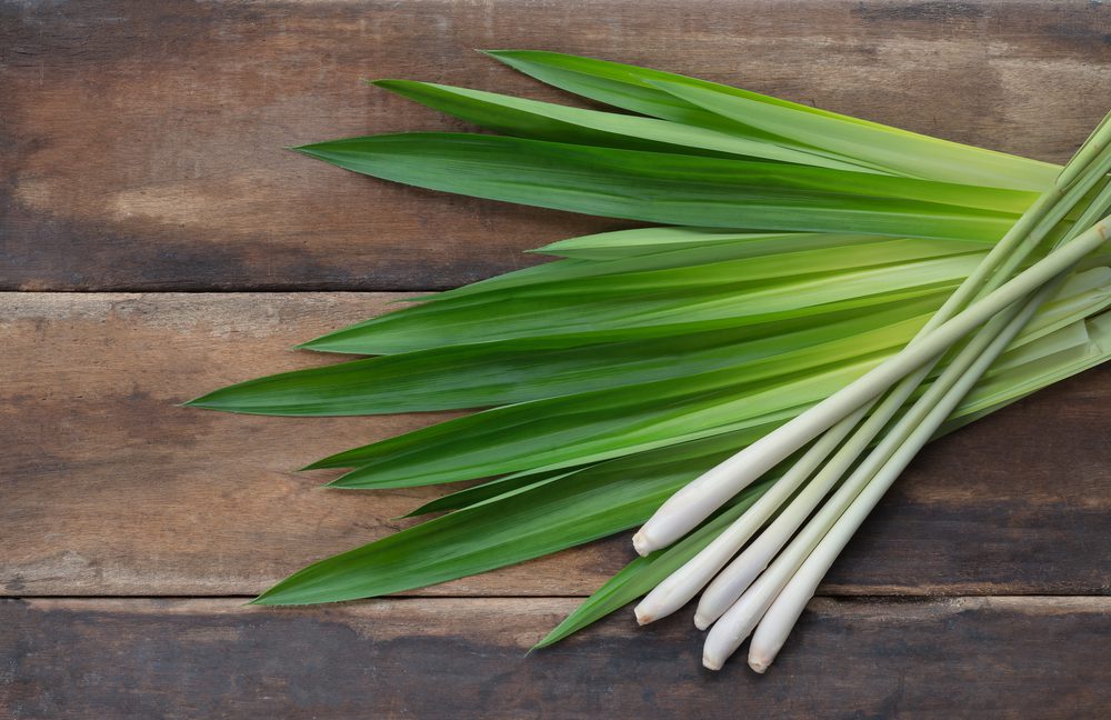 Benefits Of Growing Lemongrass