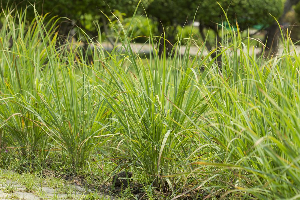Benefits Of Growing Lemongrass