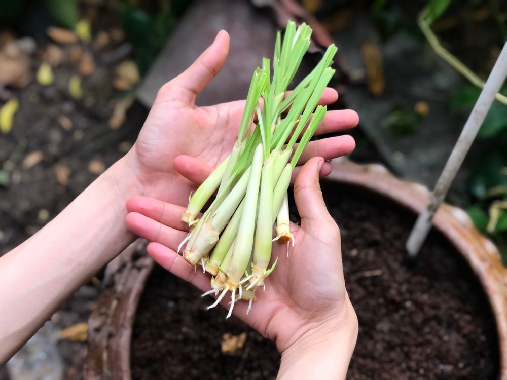 Benefits Of Growing Lemongrass