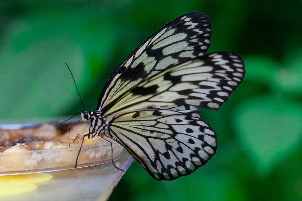 DIY-Butterfly-Feeder4