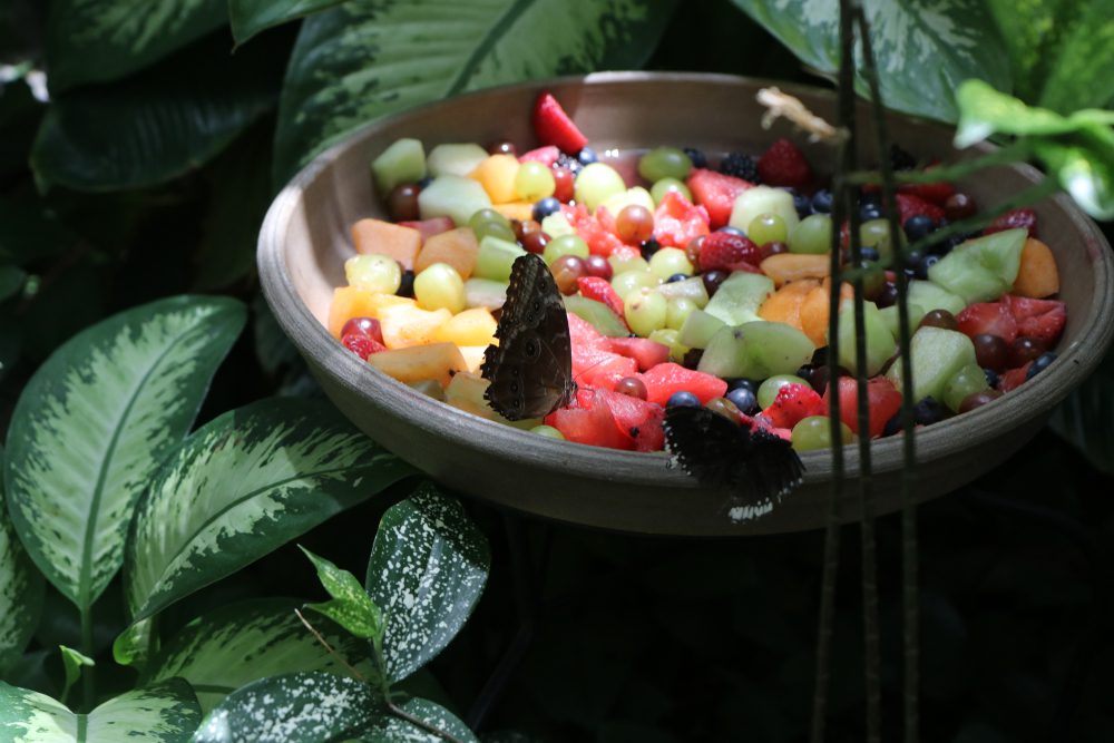 DIY Butterfly Feeder