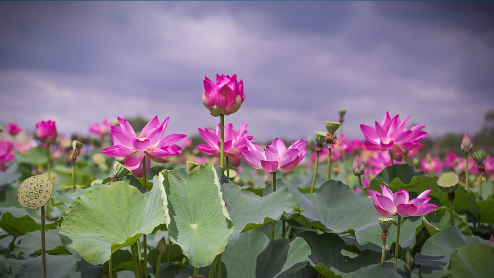 Big-Leaf Outdoor Plant