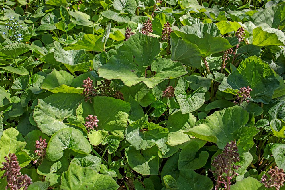 Big Leaf Outdoor Plant