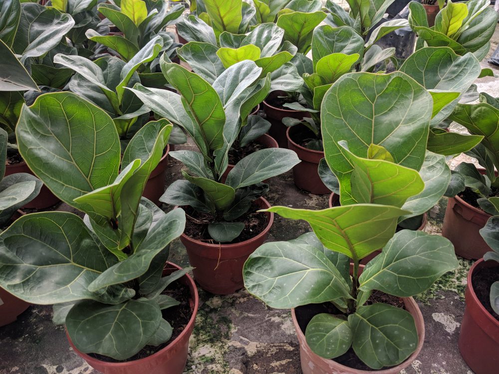 Big-Leaf Outdoor Plant