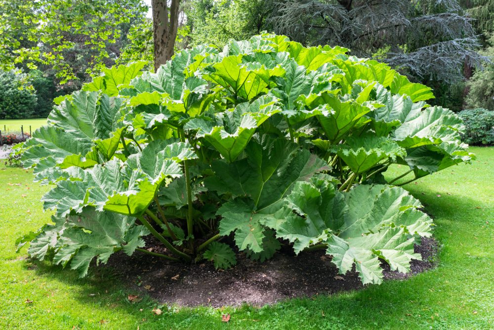 Big-Leaf Outdoor Plant