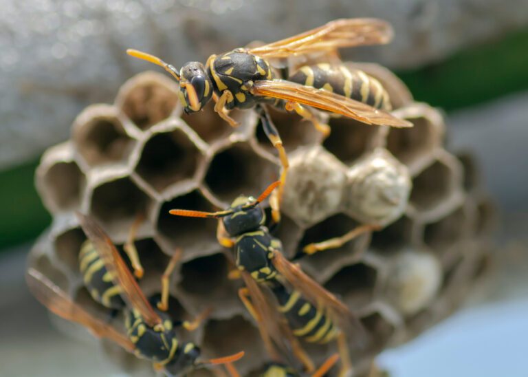 get rid of wasps