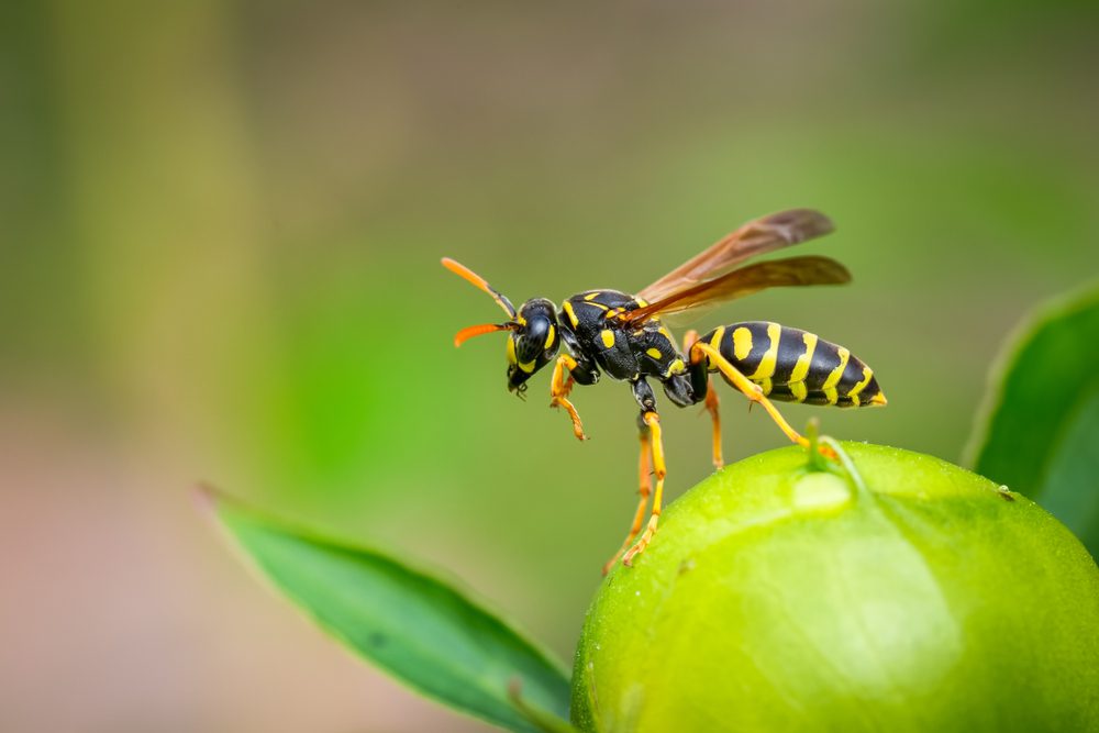 get rid of wasps