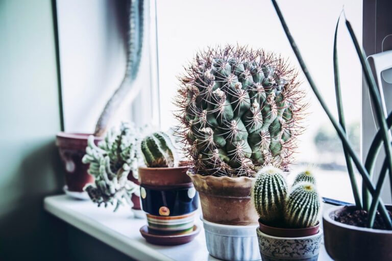 worst Feng Shui plants