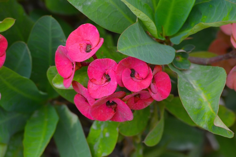 worst Feng Shui plants