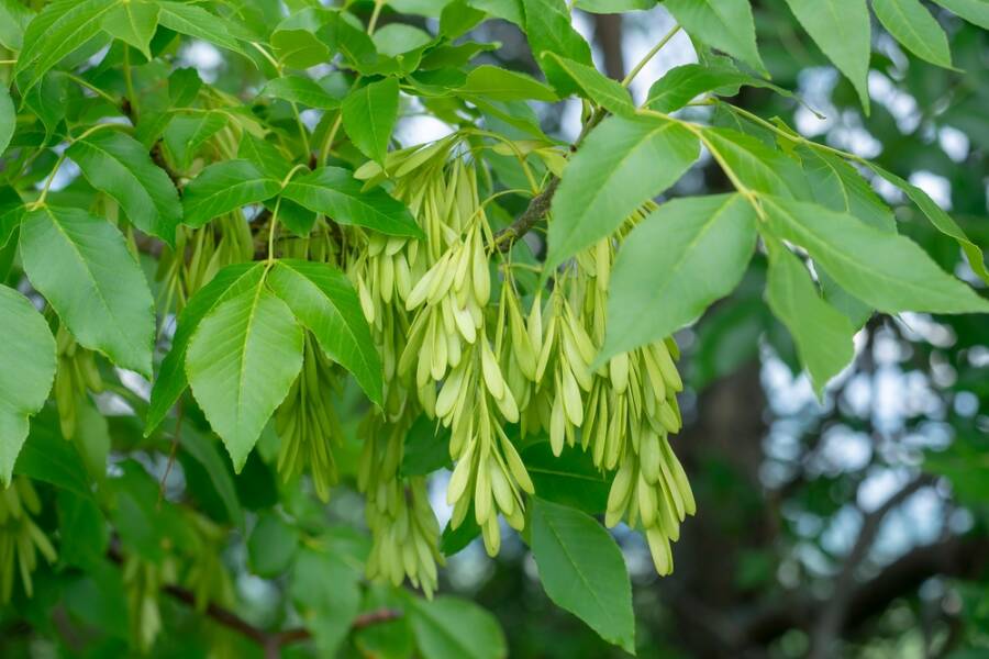 worst trees to plant