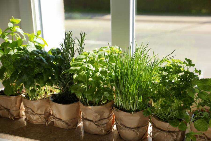 indoor home garden