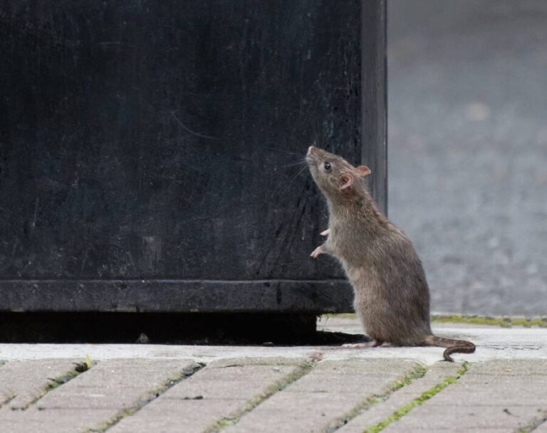 pet-friendly products, keep mice at bay