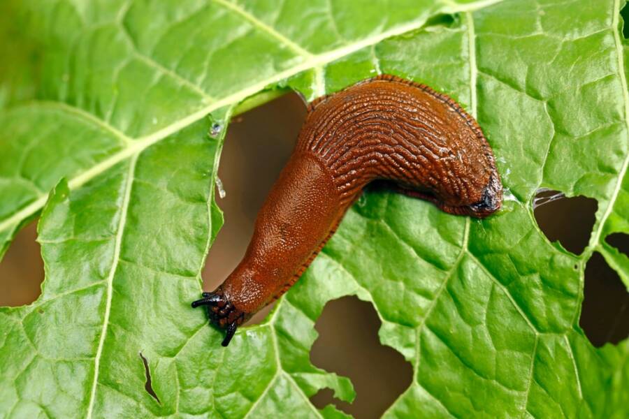 eliminate slugs