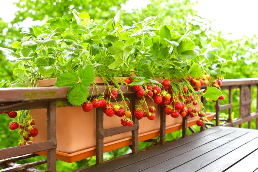 fruits to grow in containers